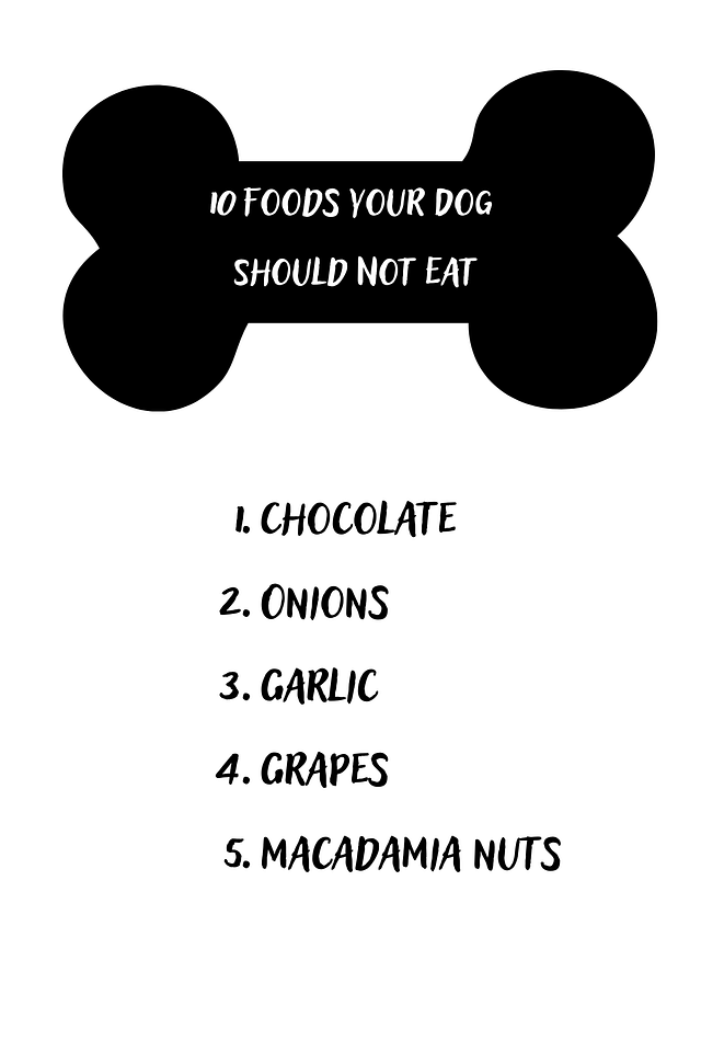 5 Foods to Never Feed Your Dog Our Busybee Home
